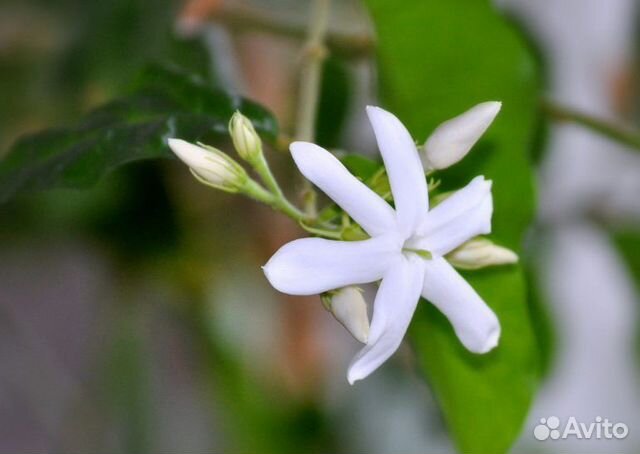 Жасмин комнатный