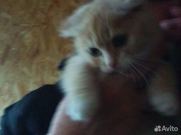 Кот в дар вислоушка. Кот из шрека