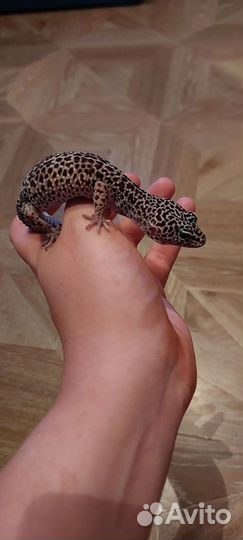 Геккон эублефар