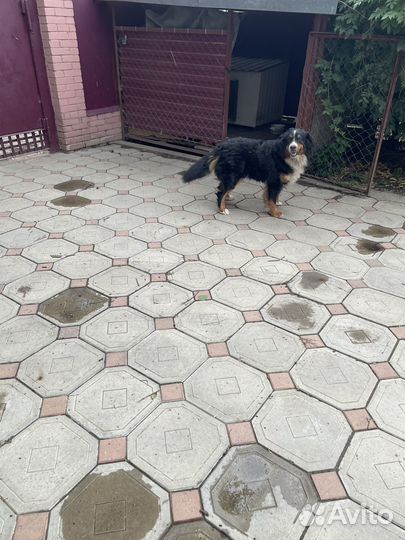 Собака Бернский зенненхунд с родословной