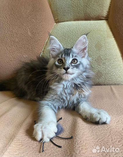 Девочки Мейн-кун (с документами)