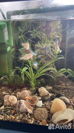 Аквариум с рыбками