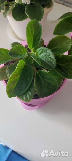 Фиалки свежие бело-фиолетовым цветочками