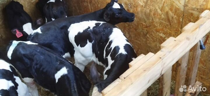 Телята бычки тёлки доставка бесплатная
