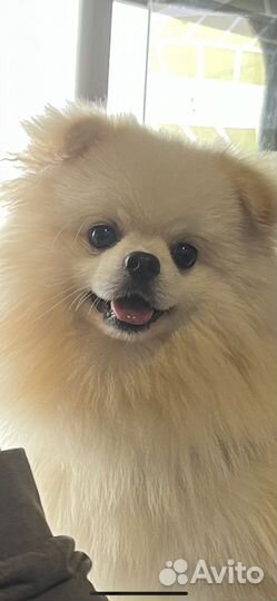 Очаровательный шпиц ищет подружку