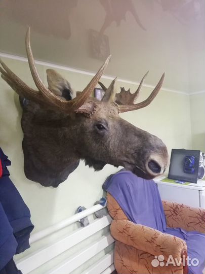 Чучело лося