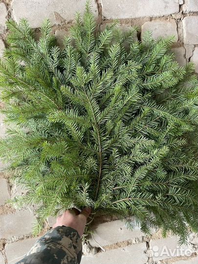 Пихтовый веник опт