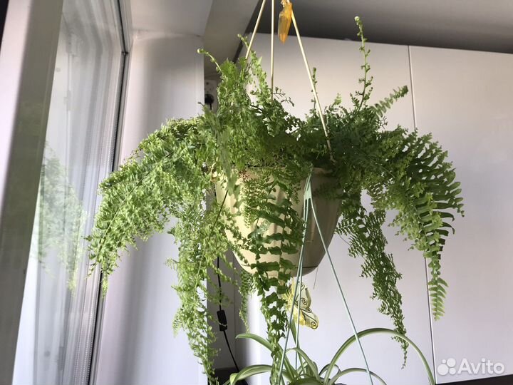 Папоротник нефролепис курчпвый. Комнатные растения