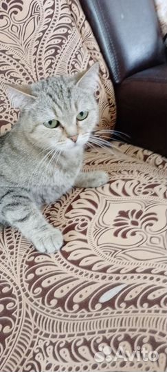 Обычная кошка