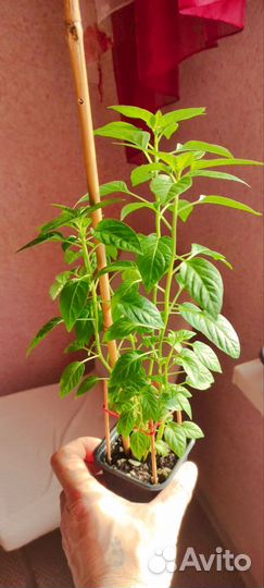 Перчик огонек