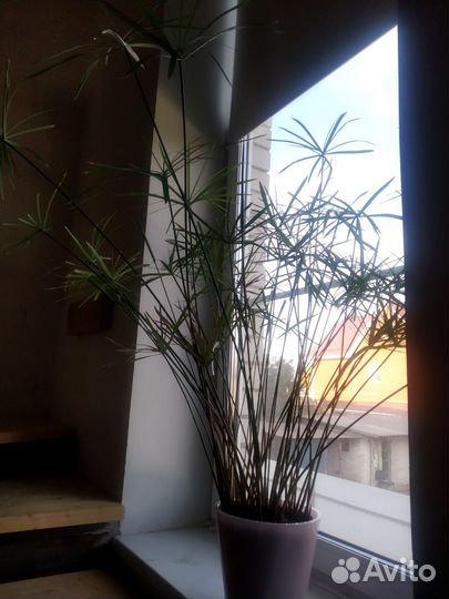 Толстяка циперус мята