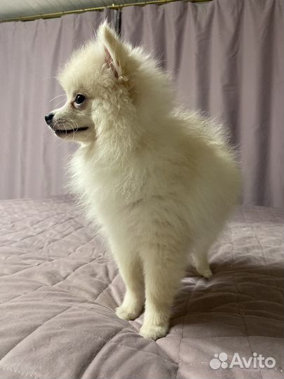 Померанский шпиц