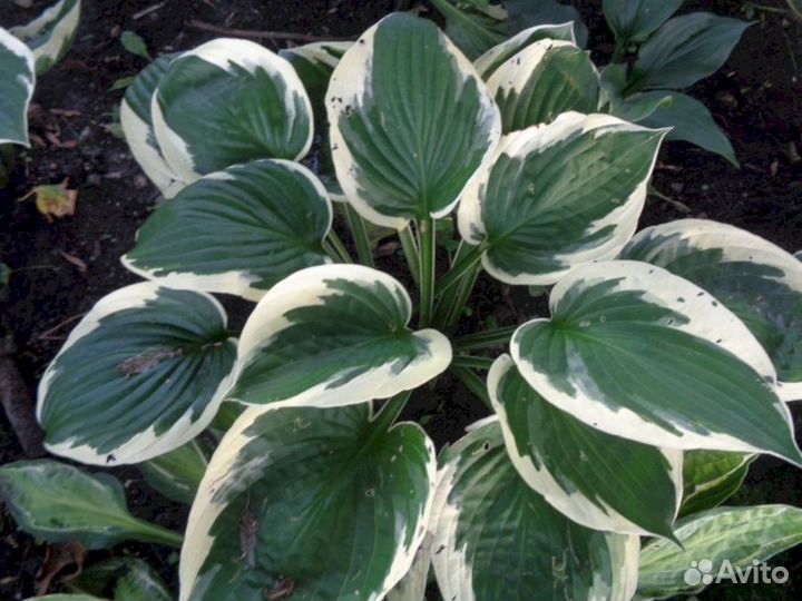 Хосты Патриот