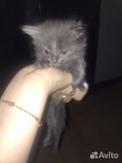 Отдам котят в добрые руки
