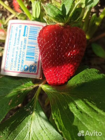 Клубника рассада и не только