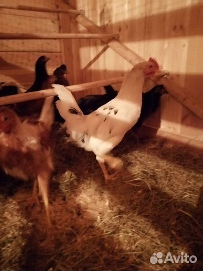 Молодые петушки