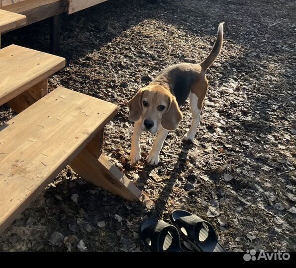 Бигль в добрые руки