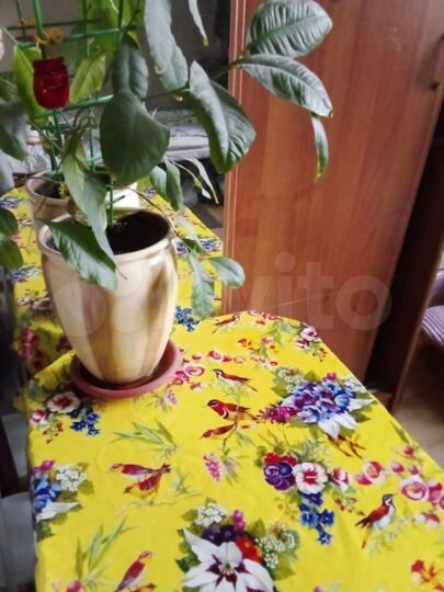 Комната 18 м² в 1-к., 1/9 эт.