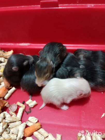 Сирийский хомяк малыш