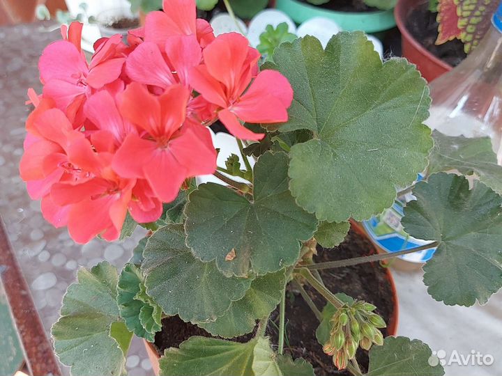 Пеларгония герань, декабрист