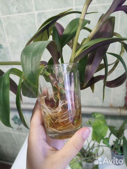 Сингониум и Рео