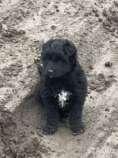 Щенки бесплатно