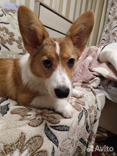 Вельш-корги пемброк мальчик