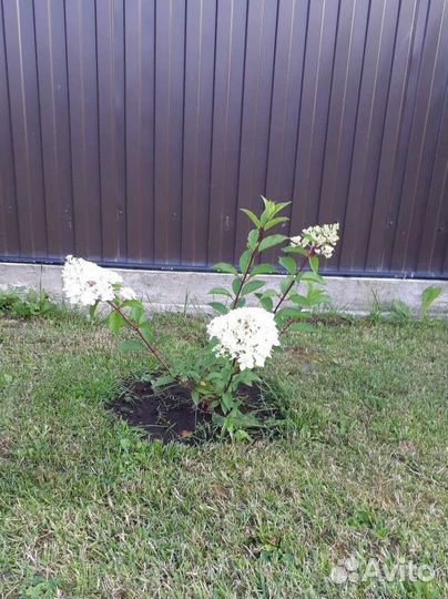 Саженцы гортензии метельчатой