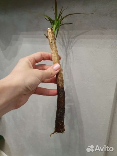 Юкка и Драцена отростки