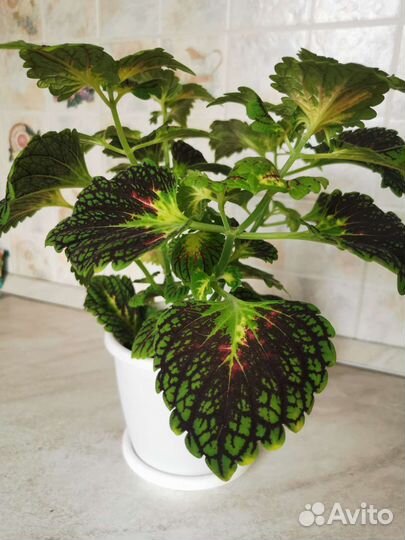 Отростки колеуса (2 вида)