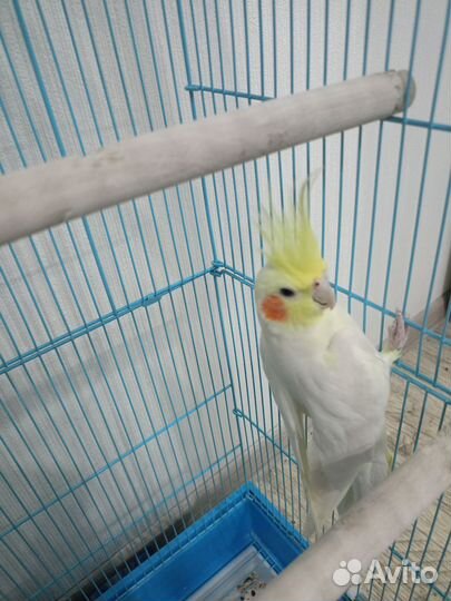 Попугай корелла мальчик