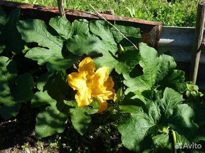 Конский навоз