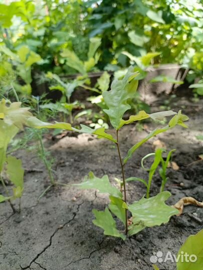 Дубки цветы