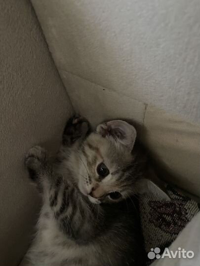 Кошка в дар