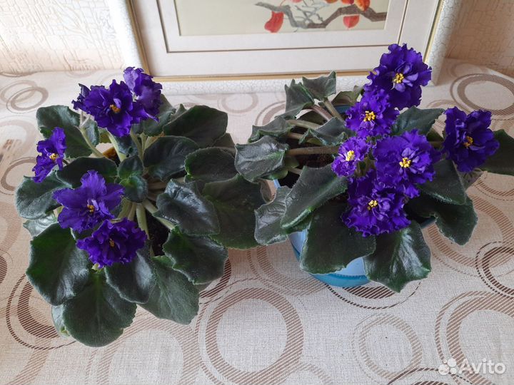 Комнатные растения