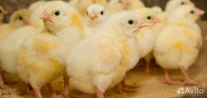 Цыпленок бройлеров