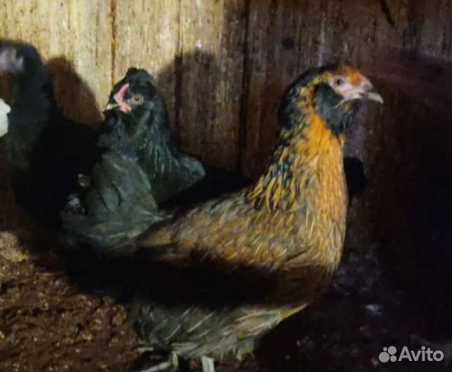 Инкубационные яйца куриные