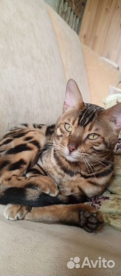 Бенгальский кот