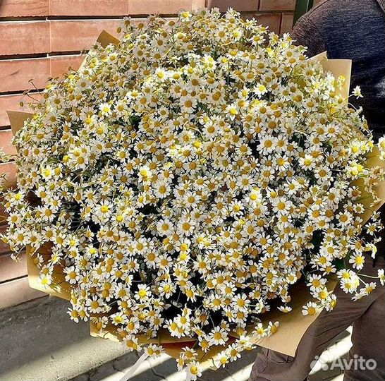 Цветы ромашки. Букеты ромашек. Цветы доставка