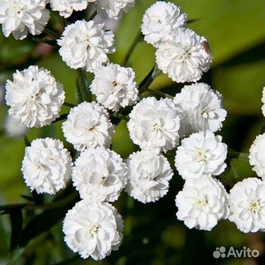 Жимолость, Ирисы