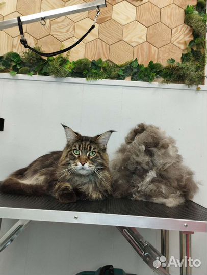 Стрижка животных