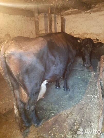 Продаю коров