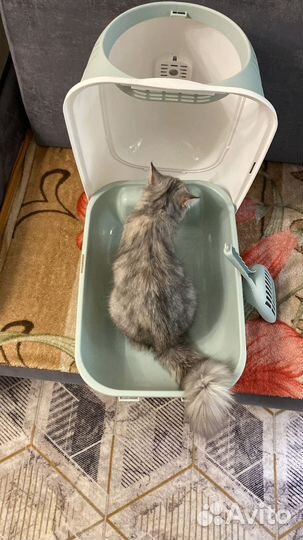 Лоток для кошек