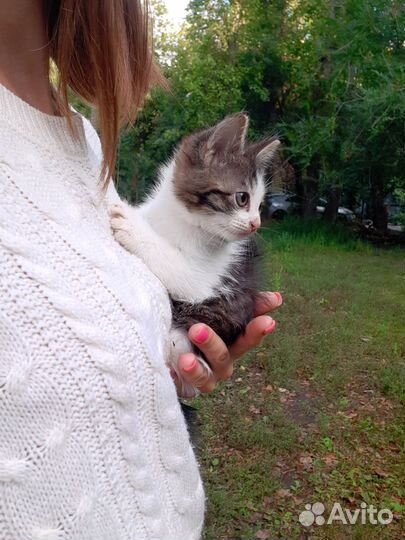 Котенок в добрые руки