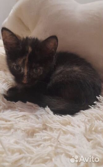 Котята в добрые руки 2 месяца