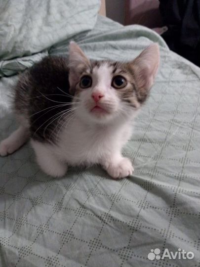 Кошка и котята