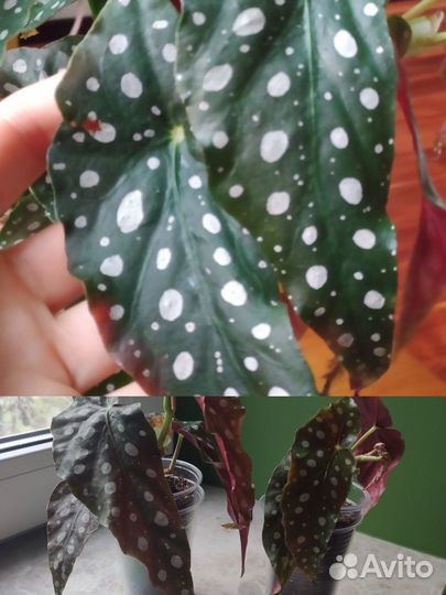 Бегония макулата полька дот