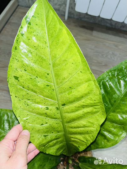 Антуриум вариегатный