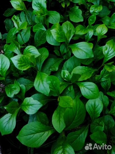 Цератостигма