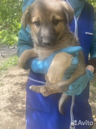 Собаки бесплатно